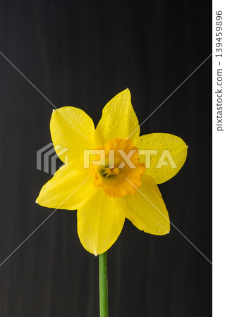 Yellow daffodil flowers photographed indoors against a black background (09) 139459896