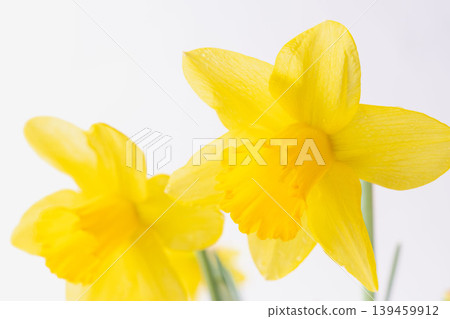 Yellow daffodils photographed indoors against a white background (12) 139459912