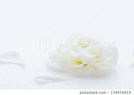 室內特寫鏡頭，拍攝一朵白色毛茛花，花上掛著水滴（06） 139459919