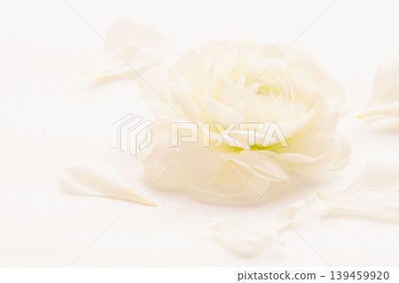 室內特寫鏡頭，拍攝一朵白色毛茛花，花上掛著水滴（07） 139459920
