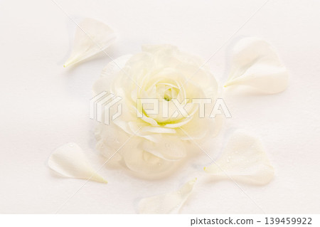 Close-up indoor shot of a white ranunculus flower with water droplets on it (09) Close-up indoor shot of a white ranunculus flower with water droplets on it (09) 139459922