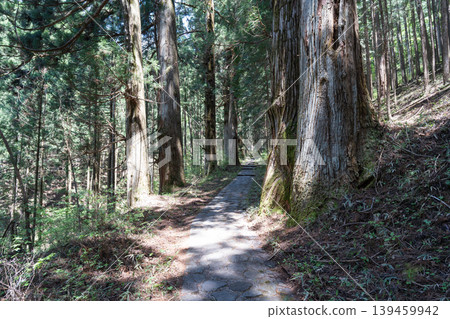 The approach to Takio Shrine (Nikko) 139459942