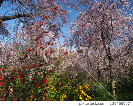 原谷花園 - 櫻花美景 原谷花園 - 櫻花美景 139460097