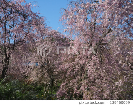 原谷花園 - 櫻花美景 139460099