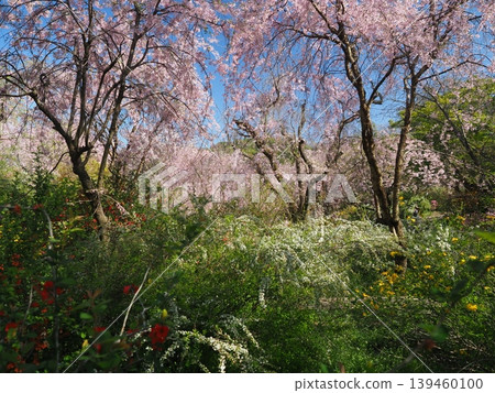原谷花園 - 櫻花美景 原谷花園 - 櫻花美景 139460100