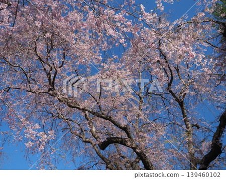 原谷花園 - 櫻花美景 原谷花園 - 櫻花美景 139460102