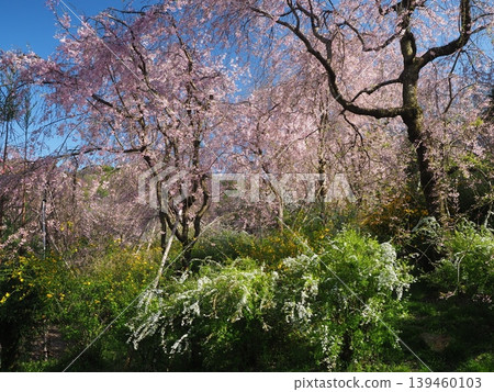 原谷花園 - 櫻花美景 139460103