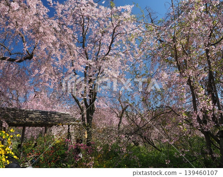 原谷花園 - 櫻花美景 139460107