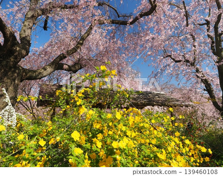 原谷花園 - 櫻花美景 原谷花園 - 櫻花美景 139460108