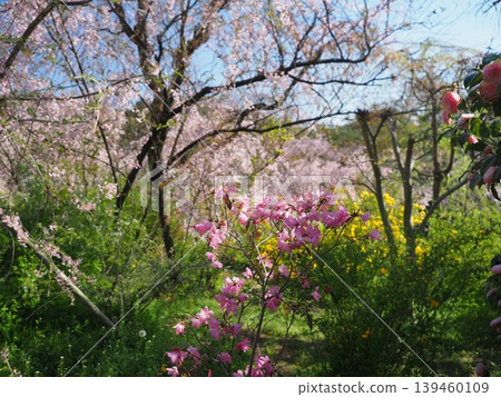 原谷花園 - 櫻花美景 原谷花園 - 櫻花美景 139460109
