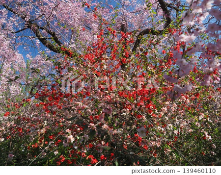 原谷花園 - 櫻花美景 原谷花園 - 櫻花美景 139460110