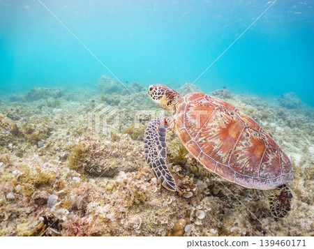 一隻綠海龜正在吃海藻。美麗的珊瑚礁和成群的熱帶魚。沖繩縣島尻郡慶良間群島赤島赤海灘 一隻綠海龜正在吃海藻。美麗的珊瑚礁和成群的熱帶魚。沖繩縣島尻郡慶良間群島赤島赤海灘 139460171