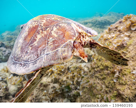 A green sea turtle eating seaweed. Beautiful coral reefs and schools of tropical fish. Aka Beach, Aka Island, Kerama Islands, Shimajiri District, Okinawa Prefecture A green sea turtle eating seaweed. Beautiful coral reefs and schools of tropical fish. Aka Beach, Aka Island, Kerama Islands, Shimajiri District, Okinawa Prefecture 139460193