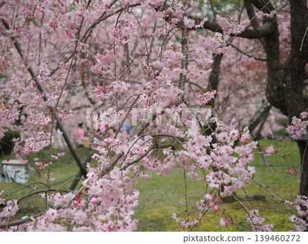 Spring scenery at Heian Shrine Spring scenery at Heian Shrine 139460272