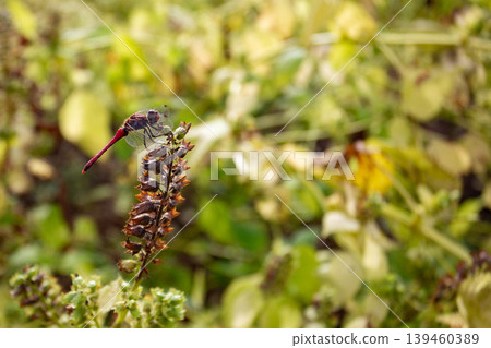 一隻蜻蜓停在紫蘇植株上。 一隻蜻蜓停在紫蘇植株上。 139460389
