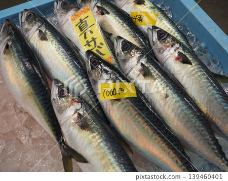 南紀白濱「Toretore Market」的鮮魚區:冰鎮的新鮮肥美鯖魚。 南紀白濱「Toretore Market」的鮮魚區:冰鎮的新鮮肥美鯖魚。 139460401