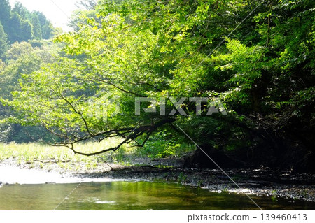 [Kanagawa Prefecture] The babbling of the Mizusawa River surrounded by greenery 139460413