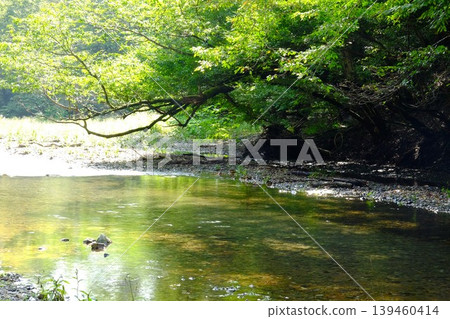【神奈川縣】水澤川潺潺流水,綠樹環繞 【神奈川縣】水澤川潺潺流水,綠樹環繞 139460414