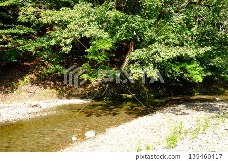 [Kanagawa Prefecture] A clear stream flowing through a green forest 139460417