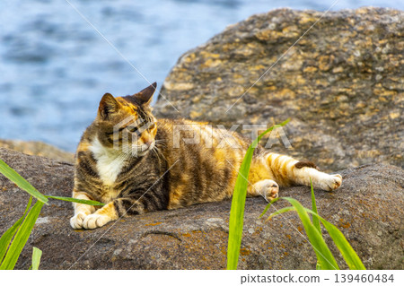 Cat lies relaxes on rock on the beach coast Brazil. 139460484