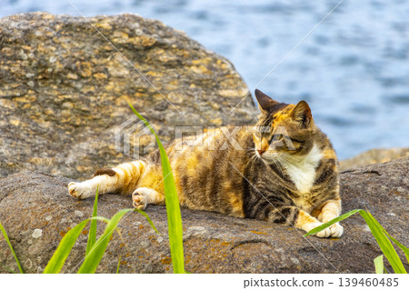 Cat lies relaxes on rock on the beach coast Brazil. 139460485