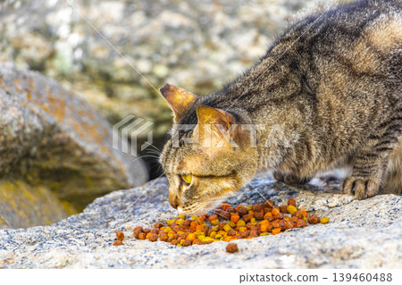 Cat eats cat food outside in the open air Brazil. Cat eats cat food outside in the open air Brazil. 139460488