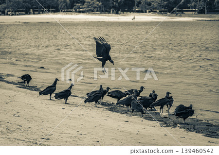 Tropical Black Vultures eat fish carcass Rio de Janeiro Brazil. Tropical Black Vultures eat fish carcass Rio de Janeiro Brazil. 139460542