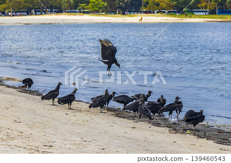 Tropical Black Vultures eat fish carcass Rio de Janeiro Brazil. Tropical Black Vultures eat fish carcass Rio de Janeiro Brazil. 139460543