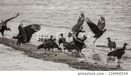 Tropical Black Vultures eat fish carcass Rio de Janeiro Brazil. Tropical Black Vultures eat fish carcass Rio de Janeiro Brazil. 139460544