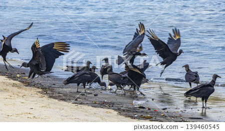 Tropical Black Vultures eat fish carcass Rio de Janeiro Brazil. Tropical Black Vultures eat fish carcass Rio de Janeiro Brazil. 139460545