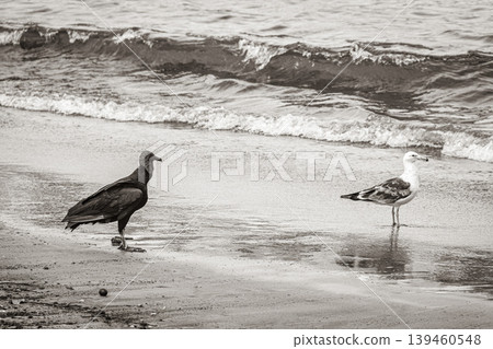 Tropical Black Vulture white seagull Botafogo Beach Rio de Janeiro. Tropical Black Vulture white seagull Botafogo Beach Rio de Janeiro. 139460548