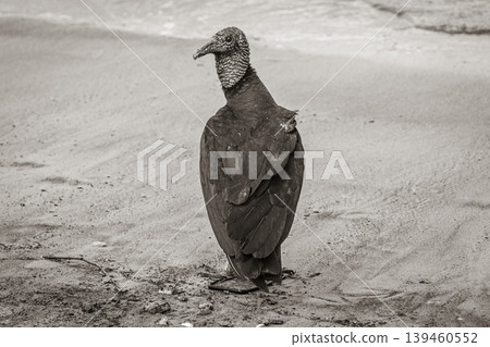 Tropical Black Vulture on Botafogo Beach Rio de Janeiro Brazil. Tropical Black Vulture on Botafogo Beach Rio de Janeiro Brazil. 139460552