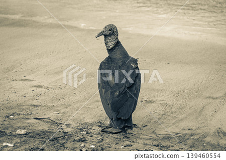 Tropical Black Vulture on Botafogo Beach Rio de Janeiro Brazil. Tropical Black Vulture on Botafogo Beach Rio de Janeiro Brazil. 139460554
