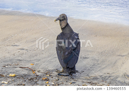 Tropical Black Vulture on Botafogo Beach Rio de Janeiro Brazil. 139460555