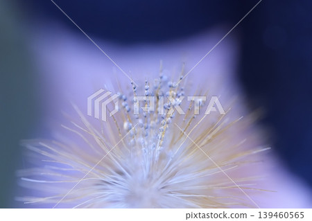 Morning dew on cottony fluff 139460565
