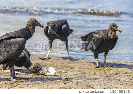 Tropical Black Vultures eat fish carcass Rio de Janeiro Brazil. Tropical Black Vultures eat fish carcass Rio de Janeiro Brazil. 139460598
