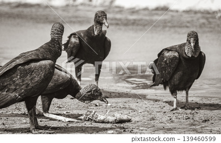 Tropical Black Vultures eat fish carcass Rio de Janeiro Brazil. Tropical Black Vultures eat fish carcass Rio de Janeiro Brazil. 139460599