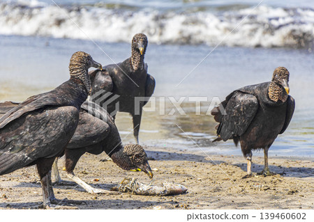 Tropical Black Vultures eat fish carcass Rio de Janeiro Brazil. Tropical Black Vultures eat fish carcass Rio de Janeiro Brazil. 139460602