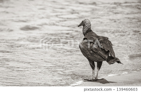 Tropical Black Vulture on Botafogo Beach Rio de Janeiro Brazil. Tropical Black Vulture on Botafogo Beach Rio de Janeiro Brazil. 139460603