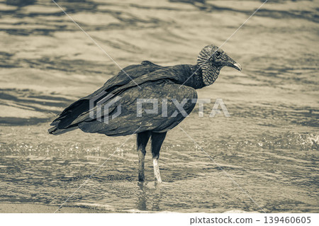 Tropical Black Vulture on Botafogo Beach Rio de Janeiro Brazil. Tropical Black Vulture on Botafogo Beach Rio de Janeiro Brazil. 139460605