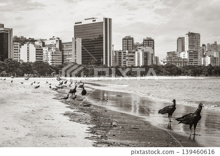 Tropical Black Vultures and pigeons Botafogo Beach Rio de Janeiro. Tropical Black Vultures and pigeons Botafogo Beach Rio de Janeiro. 139460616