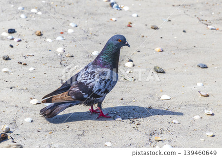 Portrait of a beautiful colorful pigeon bird Botafogo Beach Brazil. Portrait of a beautiful colorful pigeon bird Botafogo Beach Brazil. 139460649
