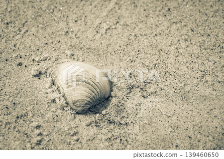 Mussels Shells on beach sand Botafogo Rio de Janeiro Brazil. Mussels Shells on beach sand Botafogo Rio de Janeiro Brazil. 139460650