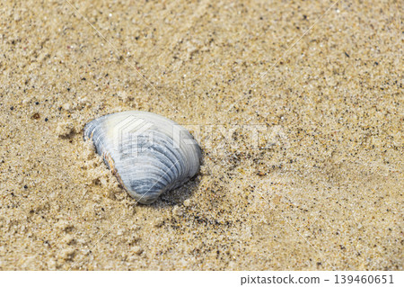 Mussels Shells on beach sand Botafogo Rio de Janeiro Brazil. Mussels Shells on beach sand Botafogo Rio de Janeiro Brazil. 139460651