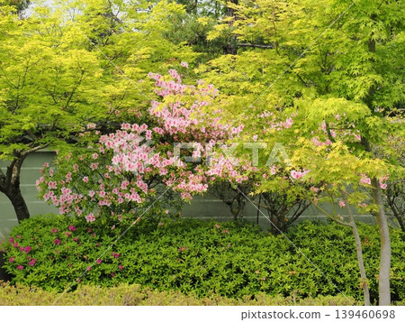 妙滿寺的杜鵑花盛開 妙滿寺的杜鵑花盛開 139460698