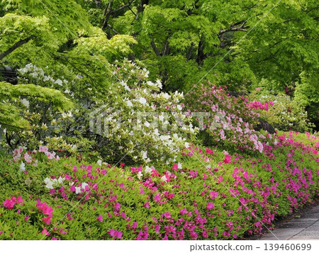 Azaleas in bloom at Myomanji Temple Azaleas in bloom at Myomanji Temple 139460699