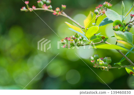 花謝之後藍莓才會結果。 花謝之後藍莓才會結果。 139460830