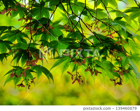 The translucent beauty of maple blossoms in the sunlight The translucent beauty of maple blossoms in the sunlight 139460879