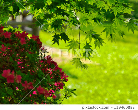 The translucent beauty of maple blossoms in the sunlight The translucent beauty of maple blossoms in the sunlight 139460882