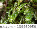 Moss dripping with water 139460950